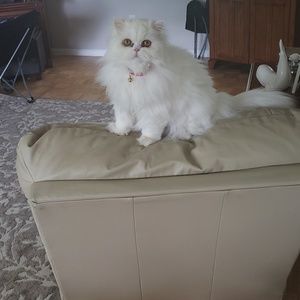 Meet your Posher, Andrew